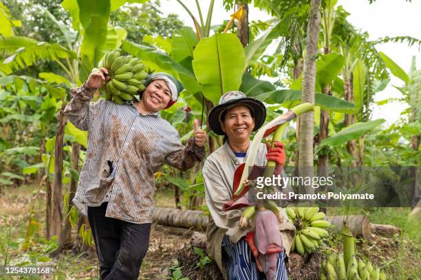 two asian woman farmer bearing green banana in farm. agriculture concept. - banana plantation stock pictures, royalty-free photos & images
