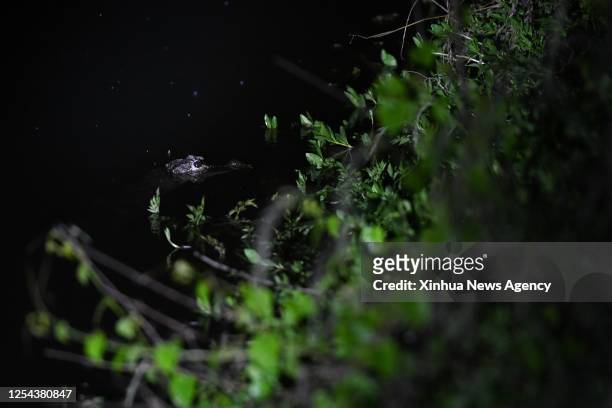This photo taken on May 10, 2023 shows a Yangtze alligator found by investigators during a survey at a Chinese alligator national nature reserve in...