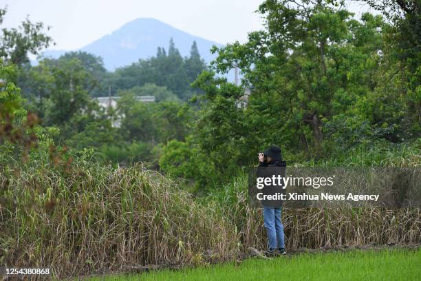 An investigator prepares before conducting a survey at a Chinese alligator national nature reserve in east China's Anhui Province, May 11, 2023. The...