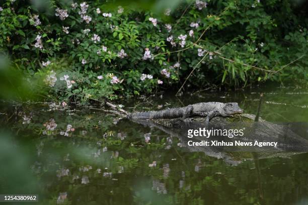 This photo taken on May 11, 2023 shows a Yangtze alligator found by investigators during a survey at a Chinese alligator national nature reserve in...