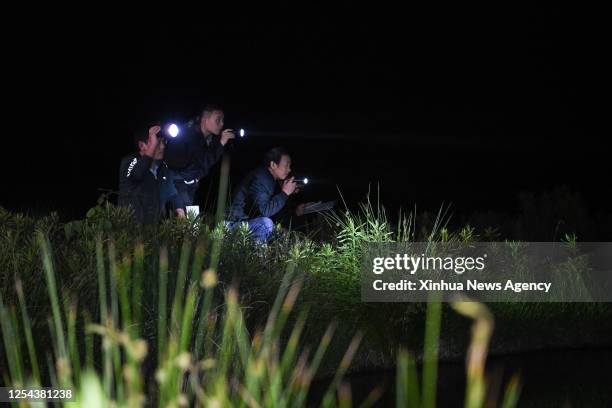 Investigators conduct a survey at a Chinese alligator national nature reserve in east China's Anhui Province, May 9, 2023. The Yangtze alligator,...