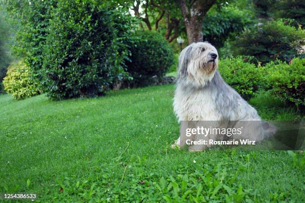 bergamasco sheepdog relaxing in garden - bergamasco sheepdog stock pictures, royalty-free photos & images