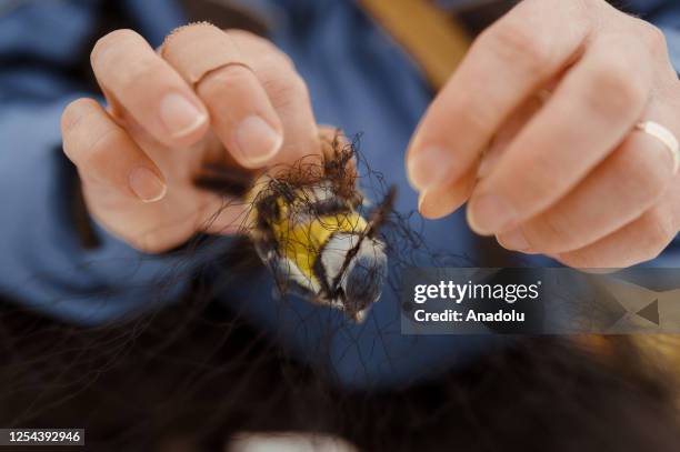 Lubos Korytar, a professional assistant at the Faculty of Epizootiology at the University of Veterinary Medicine in KoÅ¡ice untangles a blue tit...