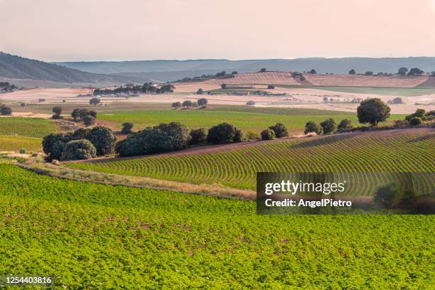 sunflower fields on a summer afternoon - ciudad real stock pictures, royalty-free photos & images