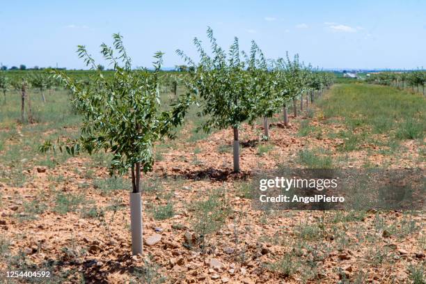 a row of young fruit trees - pistachio tree 個照片及圖片檔