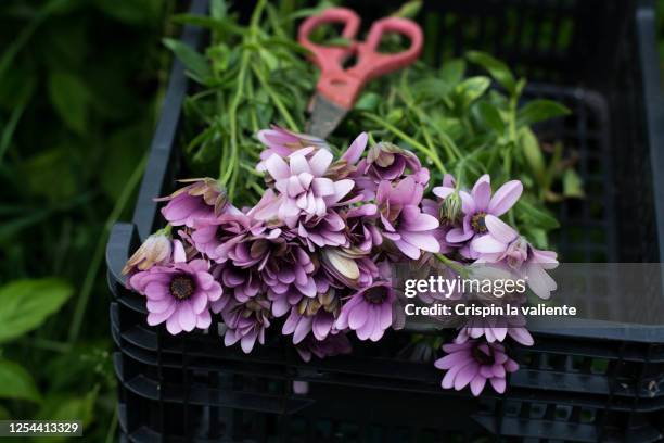 margaritas de color purpura, cortadas con tijeras de jardinería para preparar un ramo - jardinería stockfoto's en -beelden