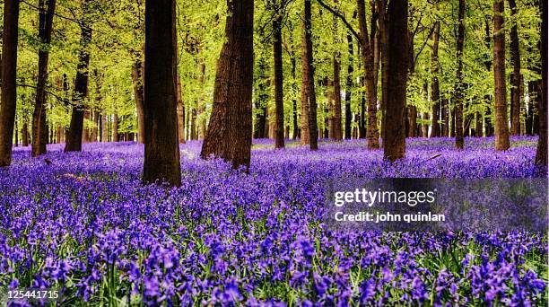 bluebell woods in ashridge forest - ブルーベルウッド ストックフォトと画像