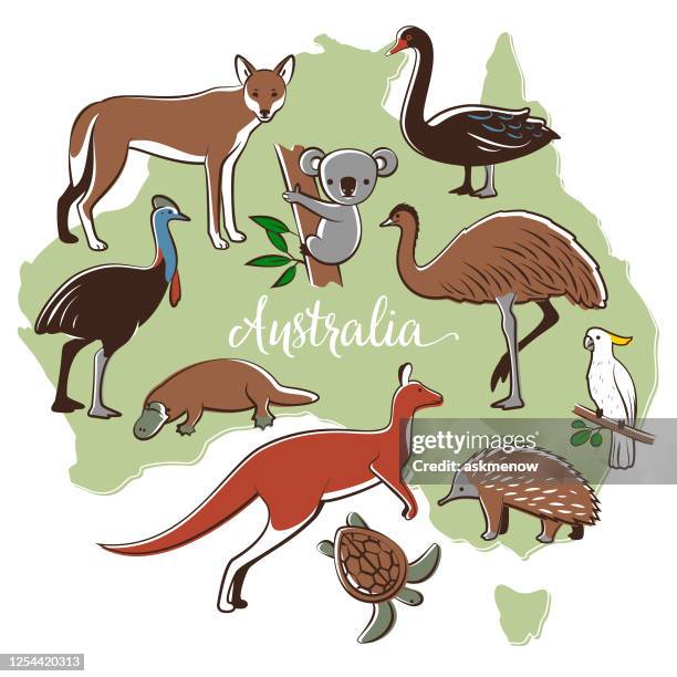 ilustraciones, imágenes clip art, dibujos animados e iconos de stock de vida silvestre australiana - echidna