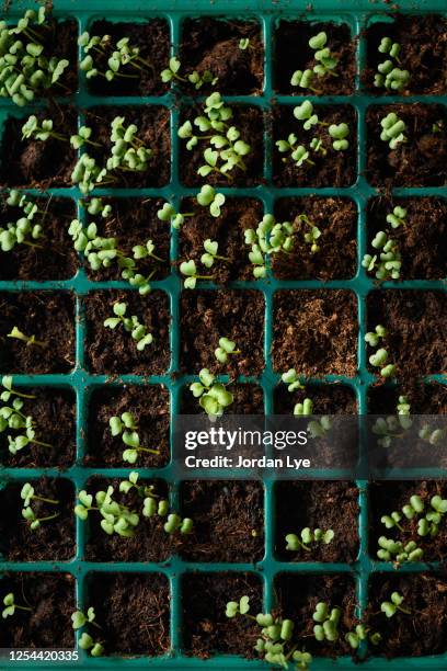saplings in plastic trays at garden center - fertilizer stock pictures, royalty-free photos & images
