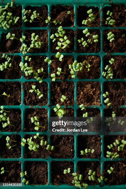 saplings in plastic trays at garden center - vegetable garden inside greenhouse stock pictures, royalty-free photos & images