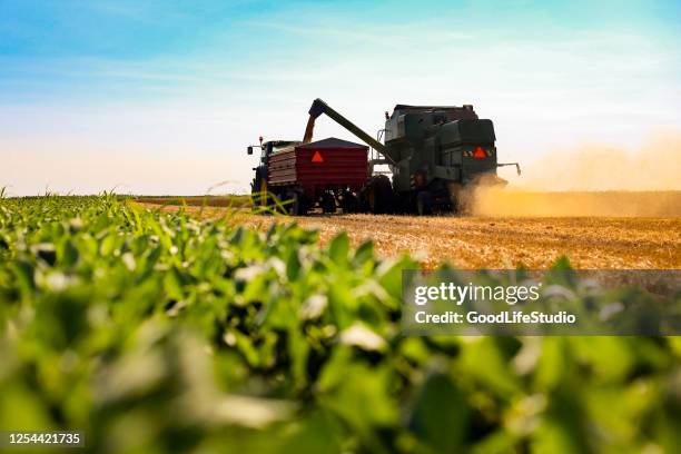 arbeiten im feld - soybean stock-fotos und bilder