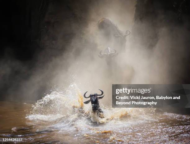 amazing migration scene as wildebeest splash through mara river - wildebeest stock pictures, royalty-free photos & images