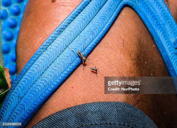 Female Anopheles mosquito vector of malaria and a female Aedes albopictus , also known as the tiger mosquito or forest mosquito vector of dengue,...