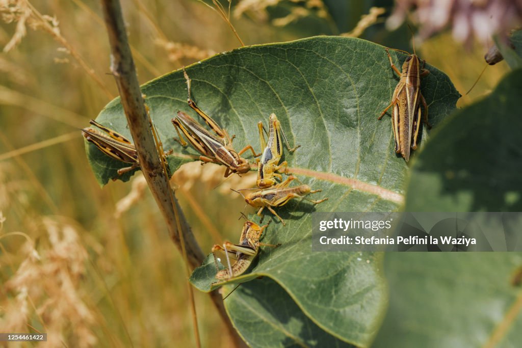 Six grasshoppers eating a leaf