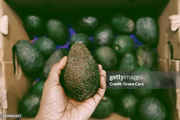 woman holds avocado - mature adult foto e immagini stock