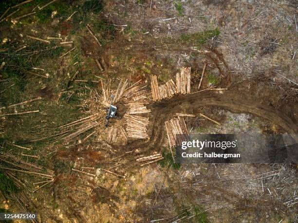 top down drone shot van gekapte bomen in logged gebied van forest - ontbossing stockfoto's en -beelden