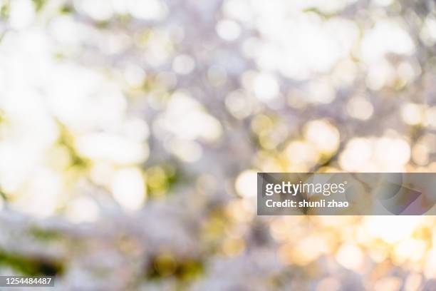 close up of cherry blossoms at sunset - foco difuso fotografías e imágenes de stock