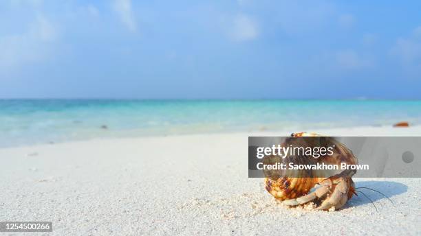 hermit crab on the beach, travel concept - hermit crab stock pictures, royalty-free photos & images