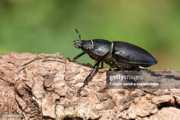 a magnificent rare female stag beetle, lucanus cervus, walking over a dead log in woodland. - käfer stock-fotos und bilder