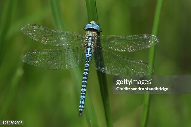 a rare male southern migrant hawker dragonfly, aeshna affinis, perching on a reed in the uk. - libellule photos et images de collection