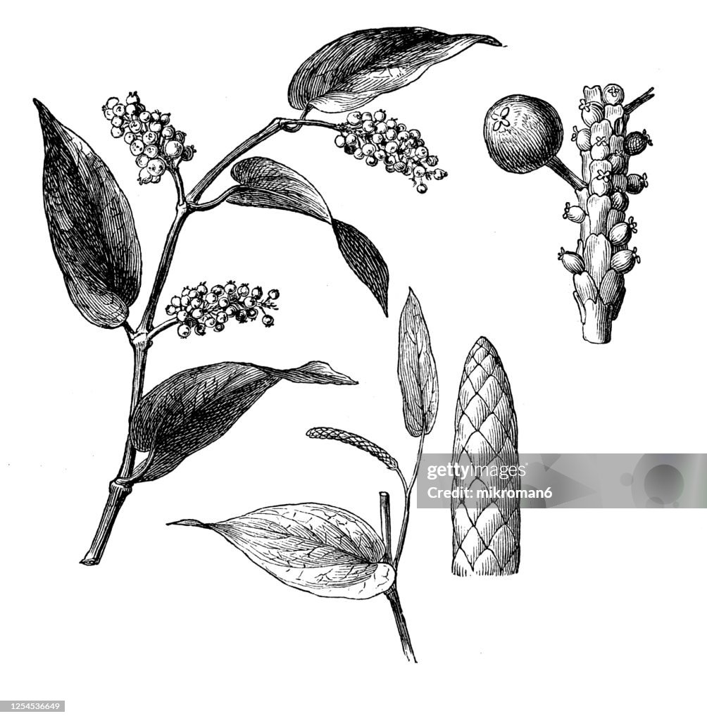 Old engraved illustration of a Cubeb plant - Medicinal plants