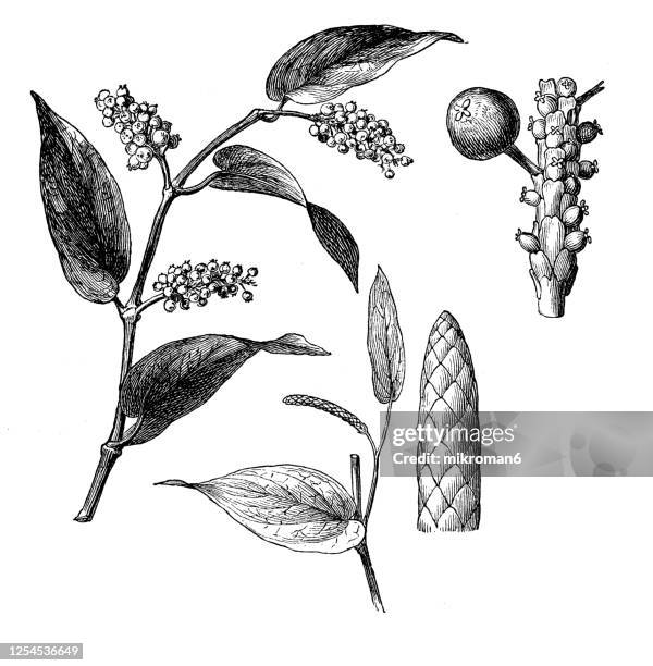 20 Cubeb Stock Photos, High-Res Pictures, and Images - Getty Images