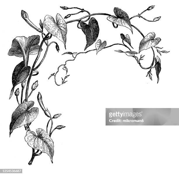 old engraved illustration of a ipomoea purga, jalap plant - medicinal plants - engraving stockfoto's en -beelden