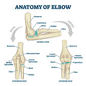 Anatomy of elbow skeletal bone structure labeled scheme vector illustration