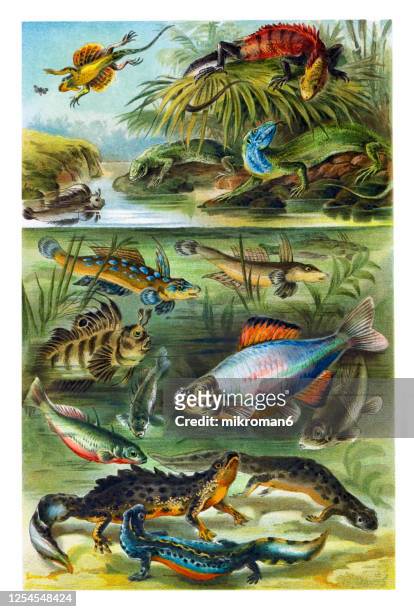 old engraved illustration of tropical fishes, reptiles - bone tissue stock pictures, royalty-free photos & images