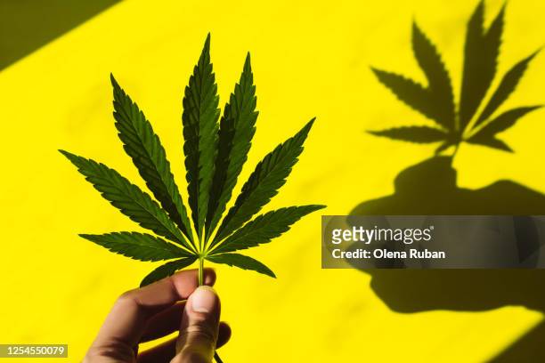 female fingers hold a beautiful hemp leaf in the sun - 大麻 マリファナ ストックフォトと画像