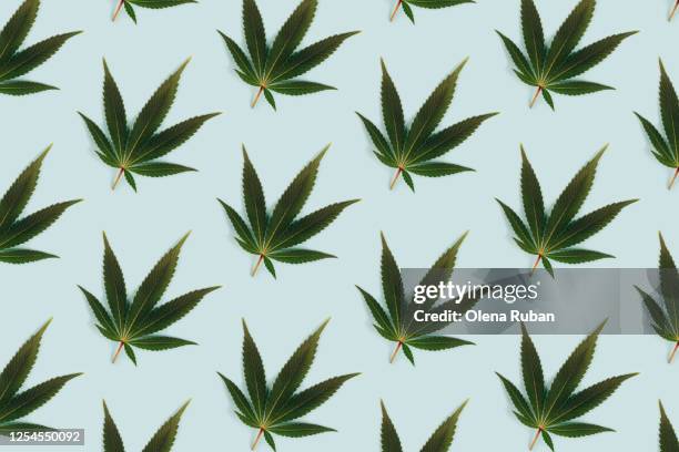 big beautiful green leaf of marijuana close up - weed stockfoto's en -beelden