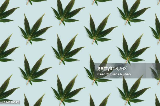 big beautiful green leaf of marijuana close up - cannabis plant 個照片及圖片檔