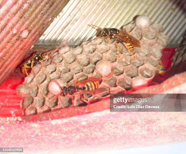 wasps nest inside a car turn signal - allergens car stock pictures, royalty-free photos & images