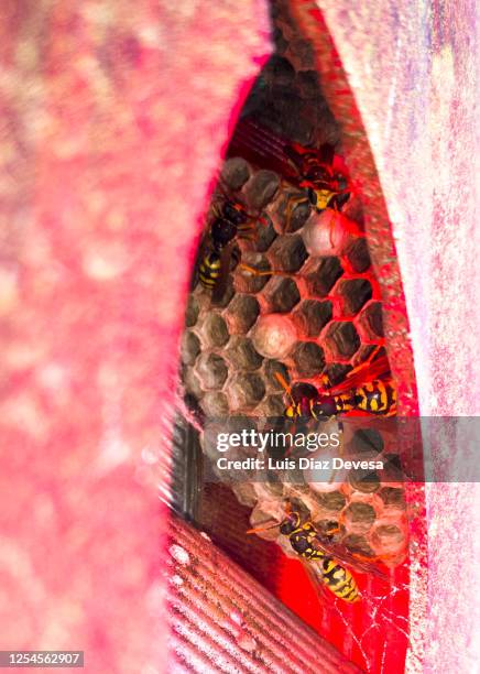 wasps nest inside a car turn signal - allergens car stock pictures, royalty-free photos & images