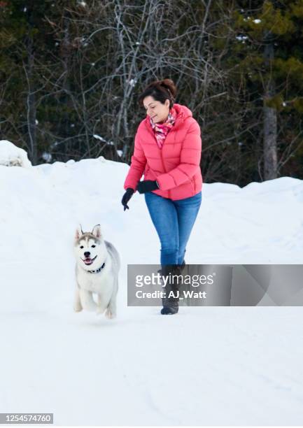 laufen mit ihrem haustier im schnee - huskies stock-fotos und bilder
