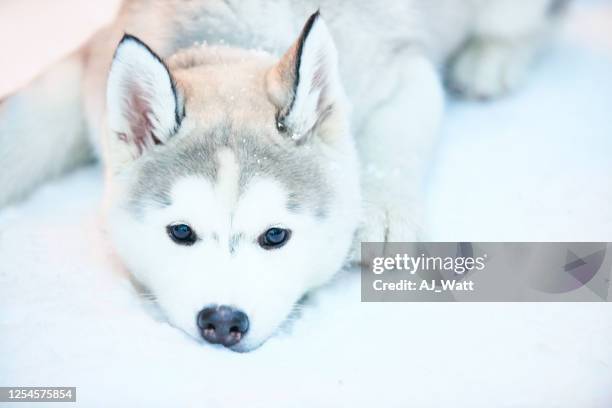 warten auf das spielen im schnee - dog husky stock-fotos und bilder