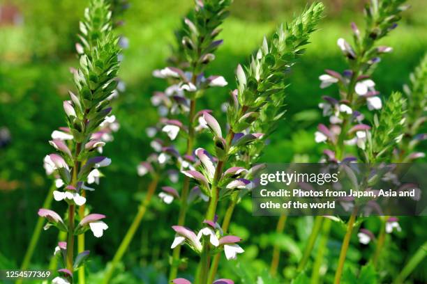 acanthus flower / bear's breeches - acanthus leaf stock pictures, royalty-free photos & images