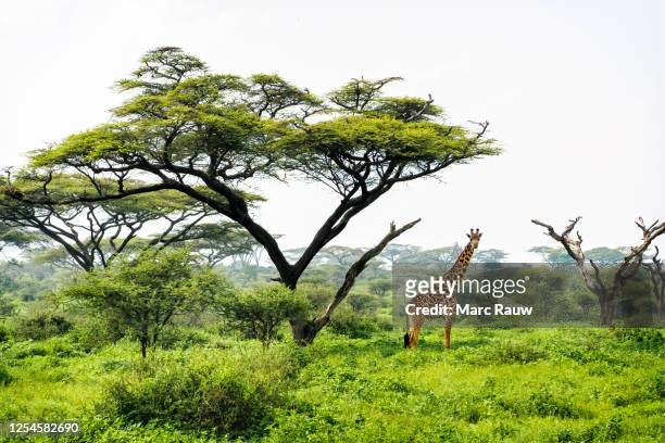 a giraffe in tanzania is blending in with the shape of an acacia tree in the background. - acacia tree foto e immagini stock