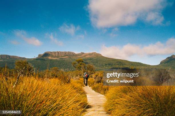 rearview male hiker hiking on a wooden boardwalk in tasmania - tasmania stock pictures, royalty-free photos & images