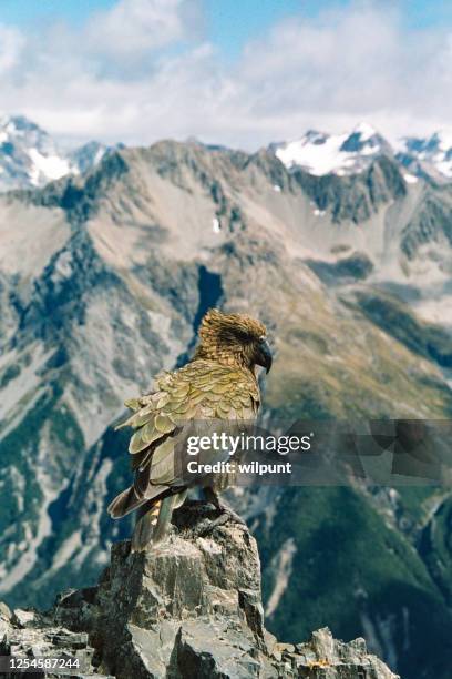 kea parrot high up in the southern alps mountains of new zealand's south island - kea stock pictures, royalty-free photos & images