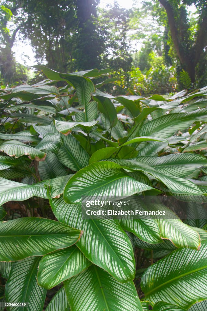 Pin-stripe plant (Calathea ornata), tropical rainforest