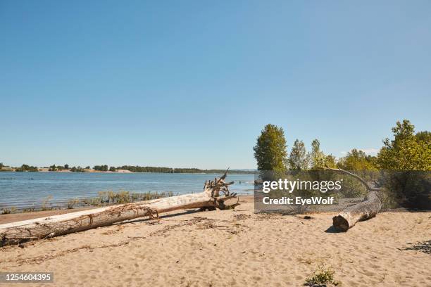 large logs of wood washed up on the beach along the columbia river - columbia gorge - fotografias e filmes do acervo