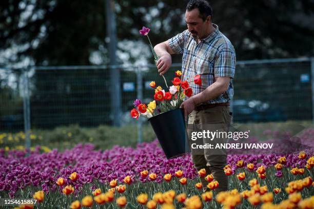 Man picks tulips at the Tulipes.ca farm near Montreal in Laval, Canada on May 13, 2023. Tulipes.ca plants 600,000 bulbs at each of their two...