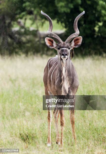greater kudu, tragelaphus strepsiceros, mahango game reserve, namibia - male kudu stock pictures, royalty-free photos & images