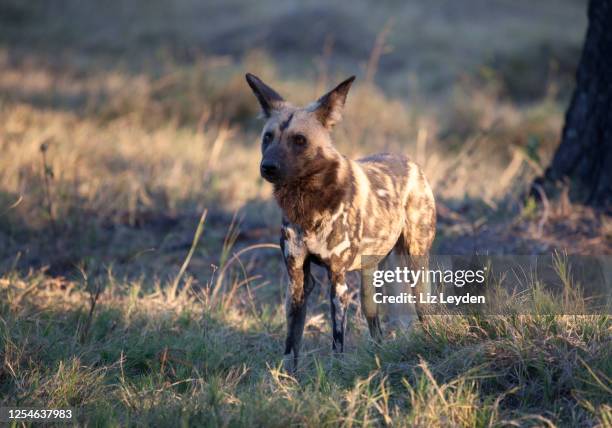 african wild dog, lycaon pictus: moremi game reserve, botsuana - moremi wildlife reserve - fotografias e filmes do acervo