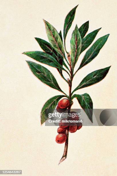 old engraved illustration of a daphne mezereum - poisonous plants - botanical stock pictures, royalty-free photos & images