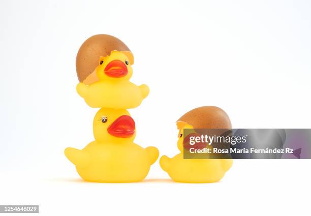 three rubber ducks, two of them emerging from the shell of a broken egg on white background. - rubber duck sculpture bildbanksfoton och bilder