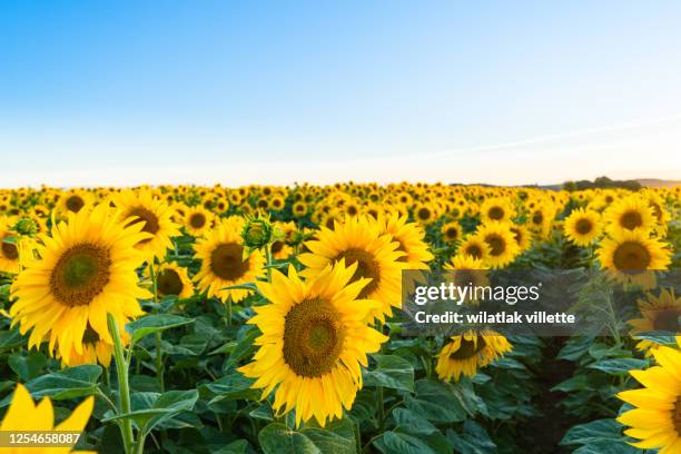 sunflower field in the midwest in full bloom at sunset in france - sunflower stock pictures, royalty-free photos & images