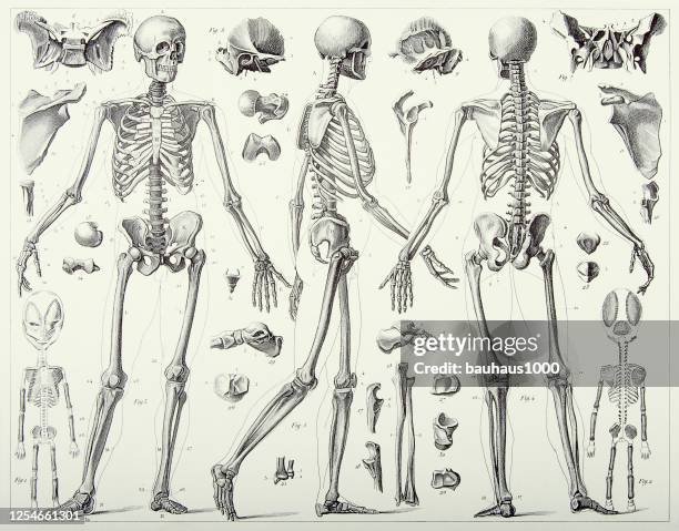 vintage engraved antique, anatomy of the bones engraving antique illustration, published 1851 - biomedical illustration stock illustrations