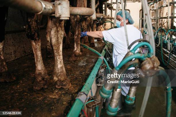 femme adulte moyen travaillant dans une ferme laitière - mid adult women photos et images de collection
